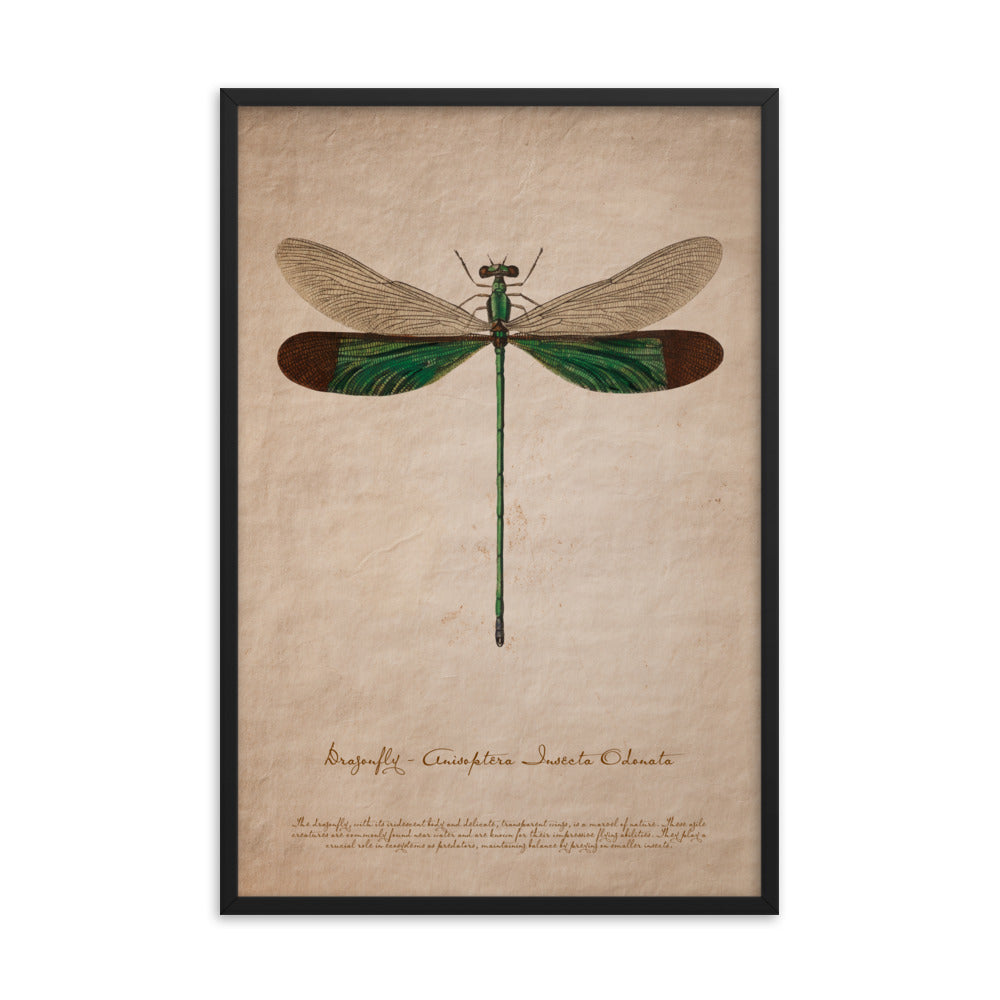 Insects - Dragonfly 0.5