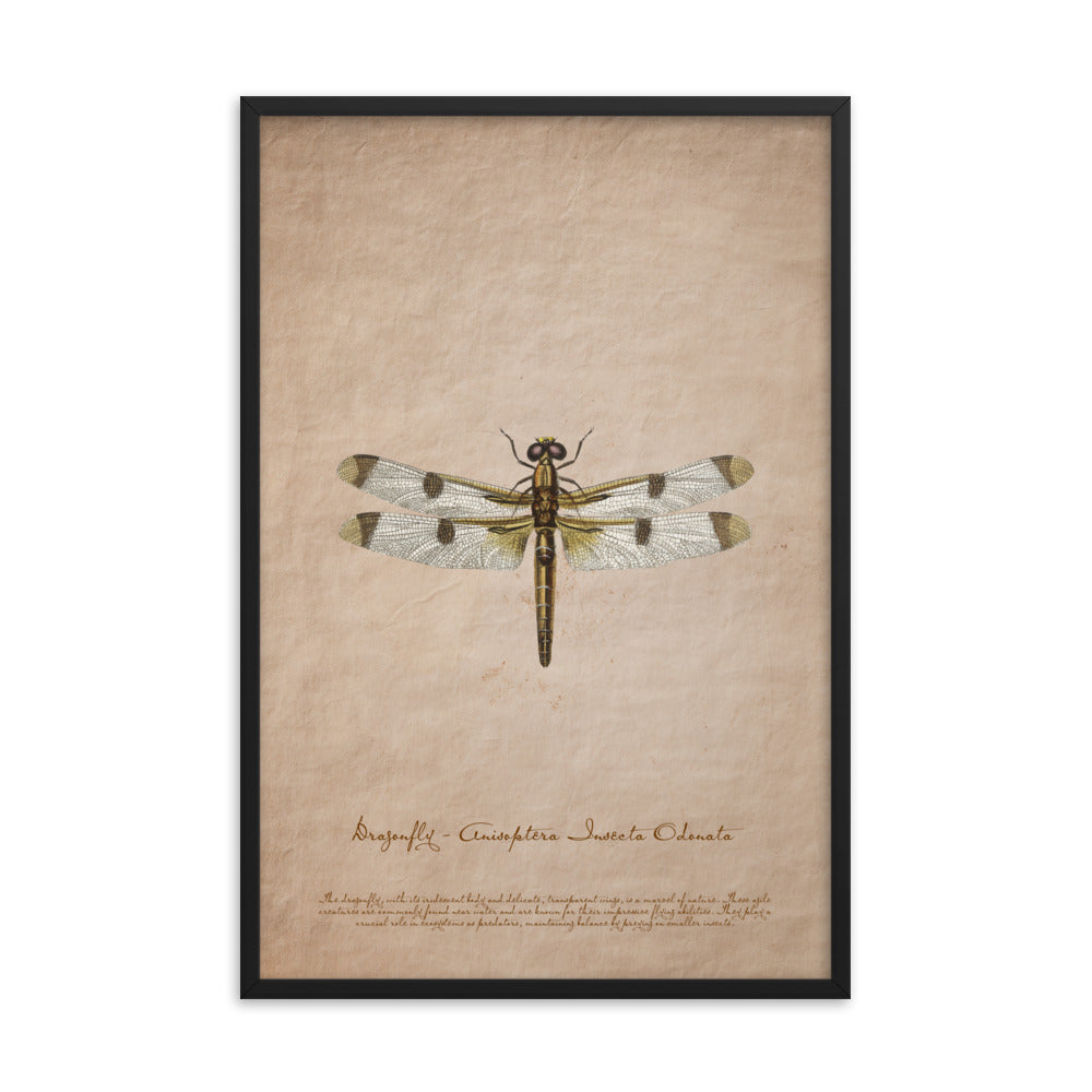 Insects - Dragonfly 0.7