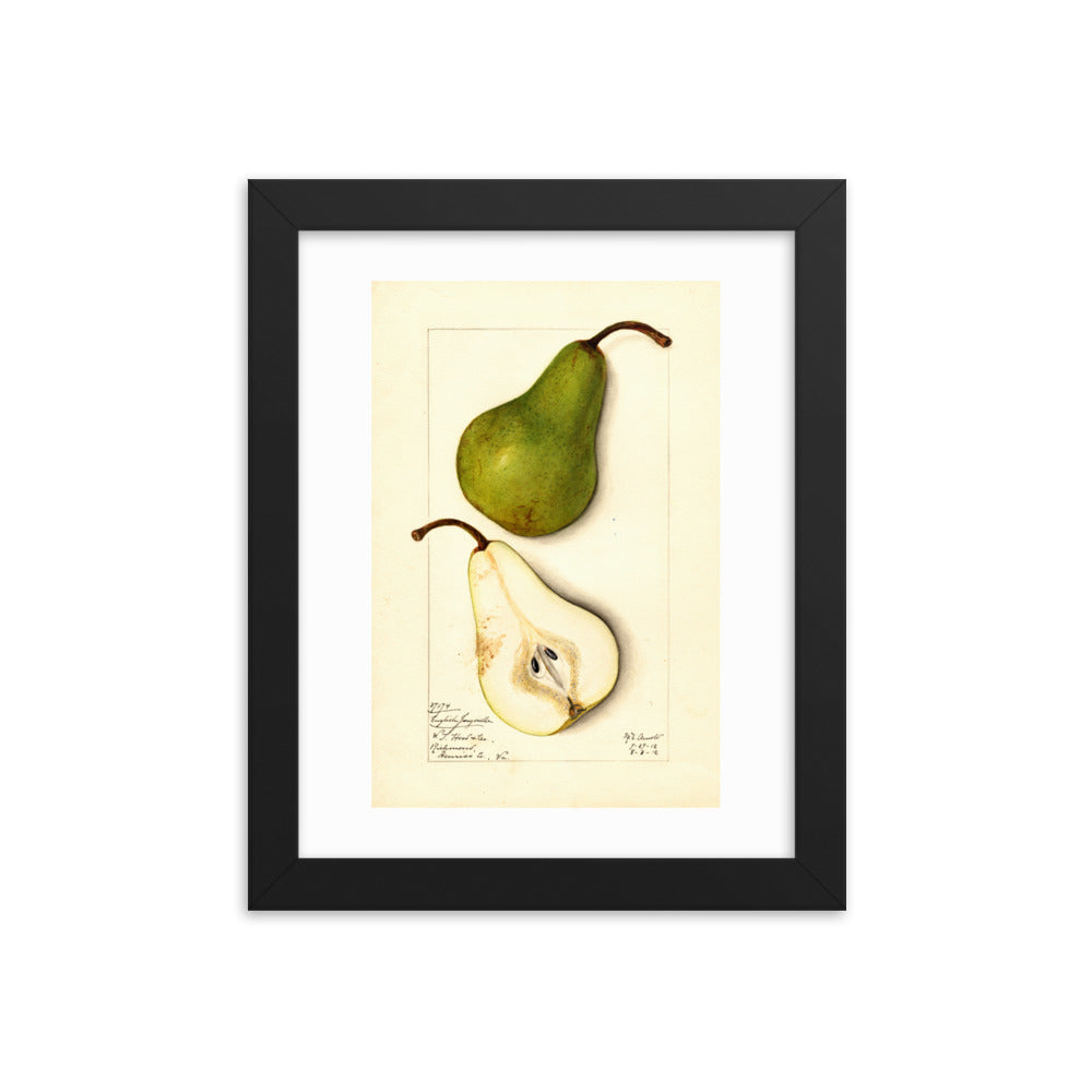 Botanicals - Pears