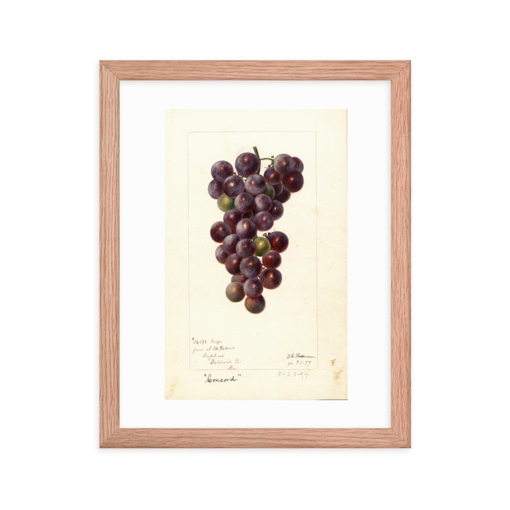 Botanicals - Grapes