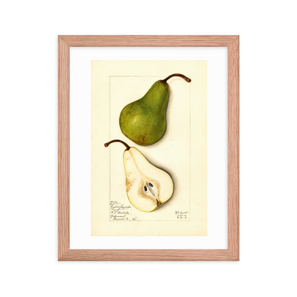 Botanicals - Pears