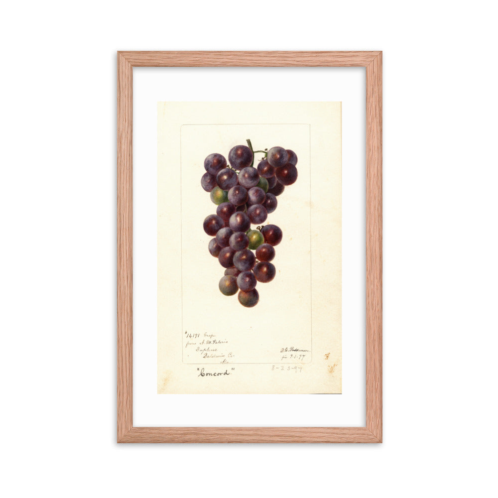 Botanicals - Grapes