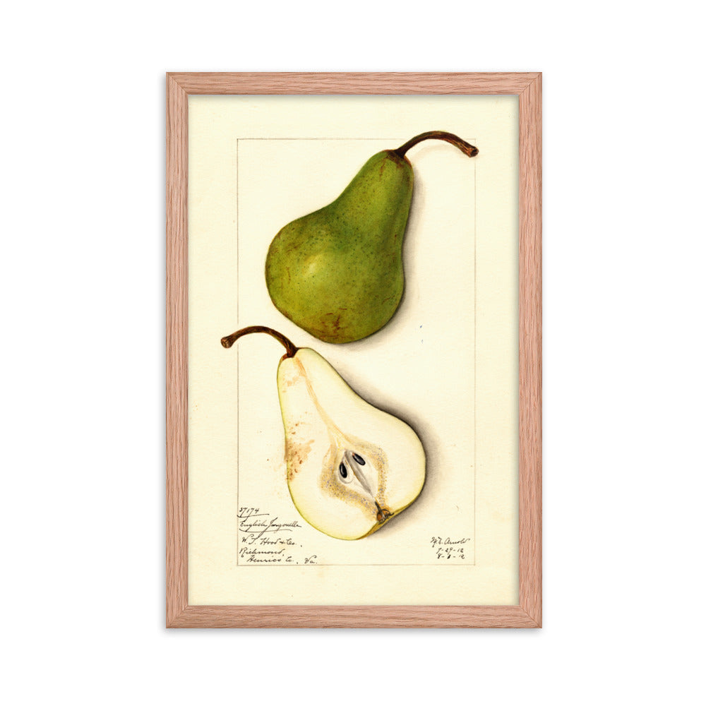 Botanicals - Pears