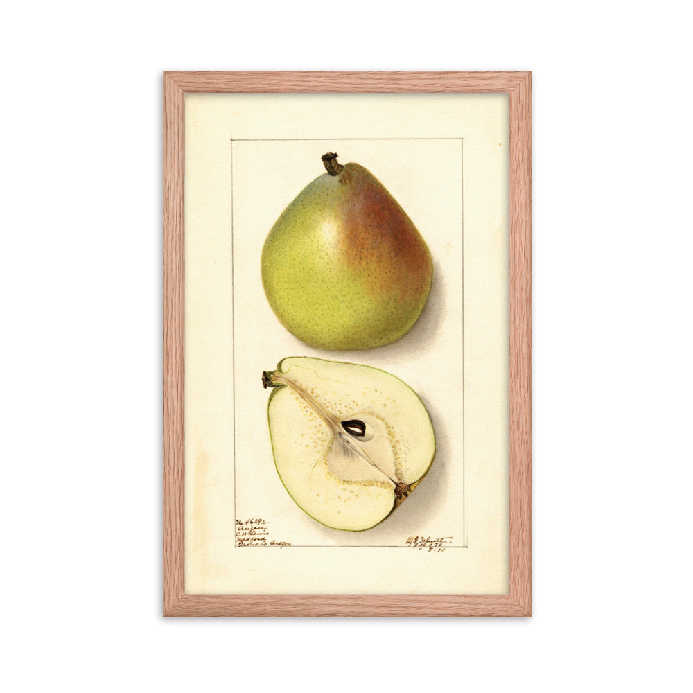 Botanicals - Pear