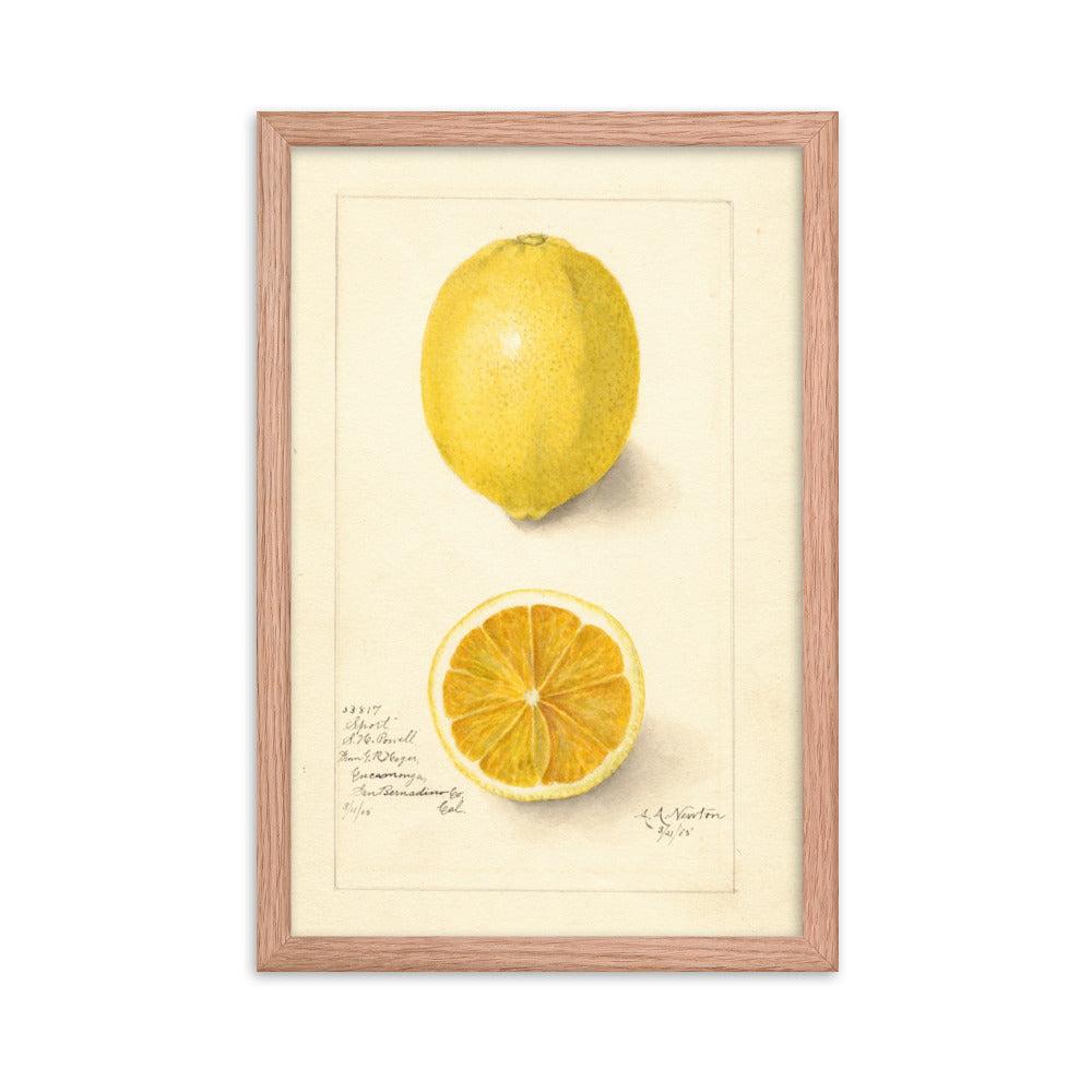 Botanicals - Lemon