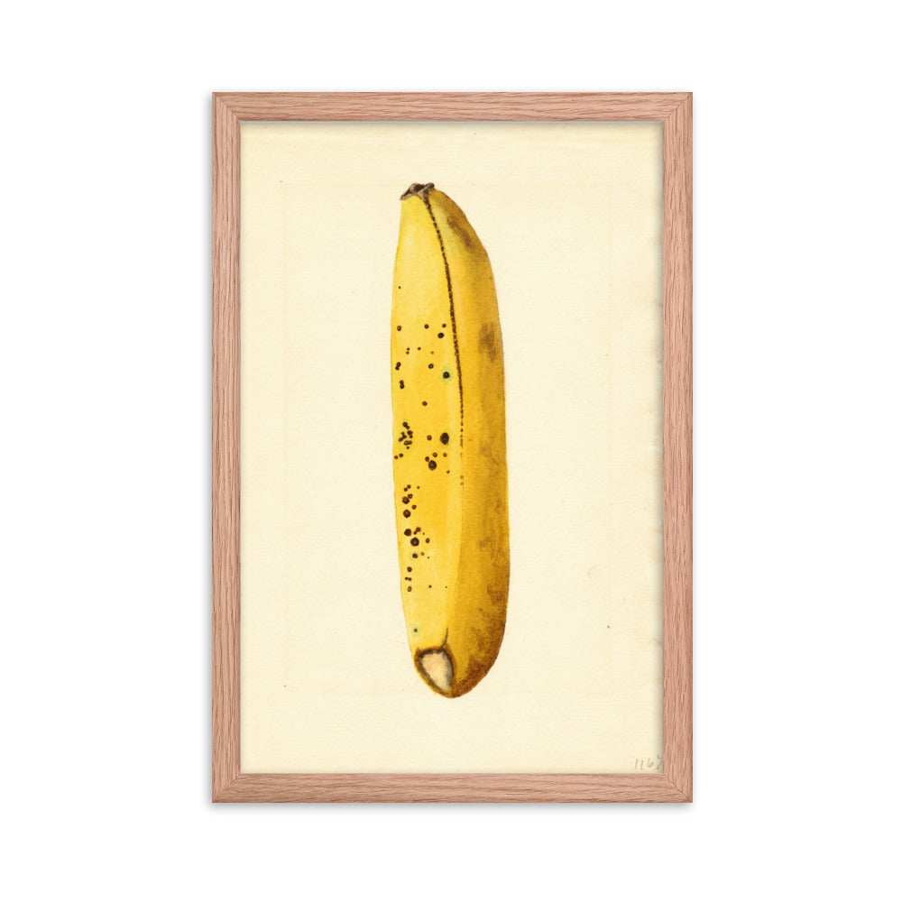 Botanicals - Banana