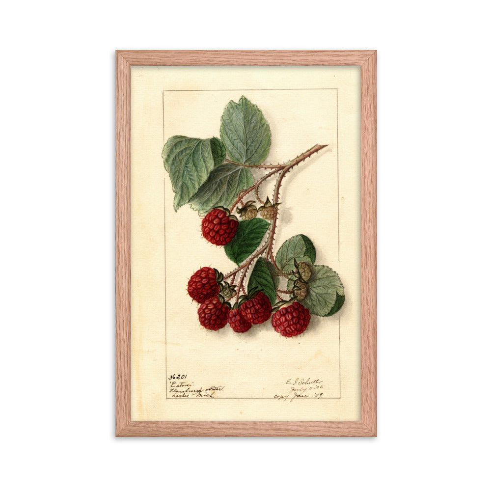 Botanicals - Raspberries