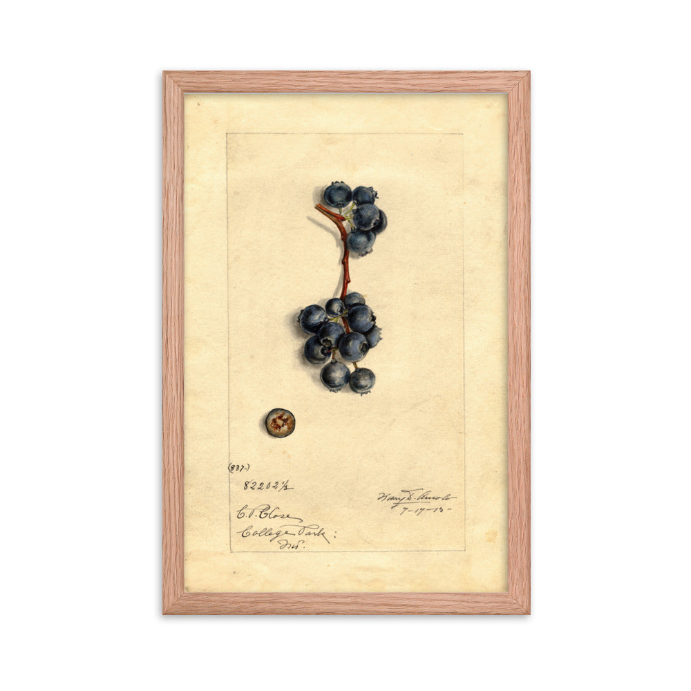 Botanicals - Blueberries