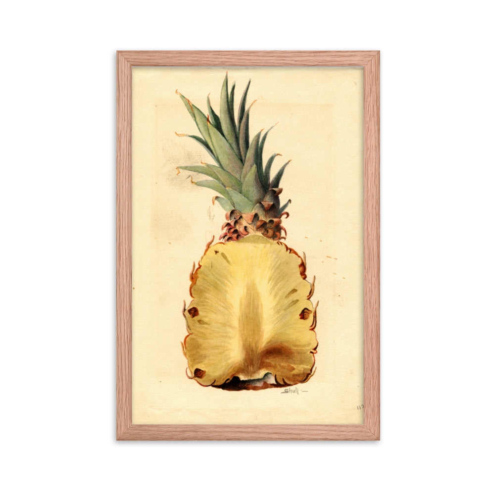 Botanicals - Pineapple