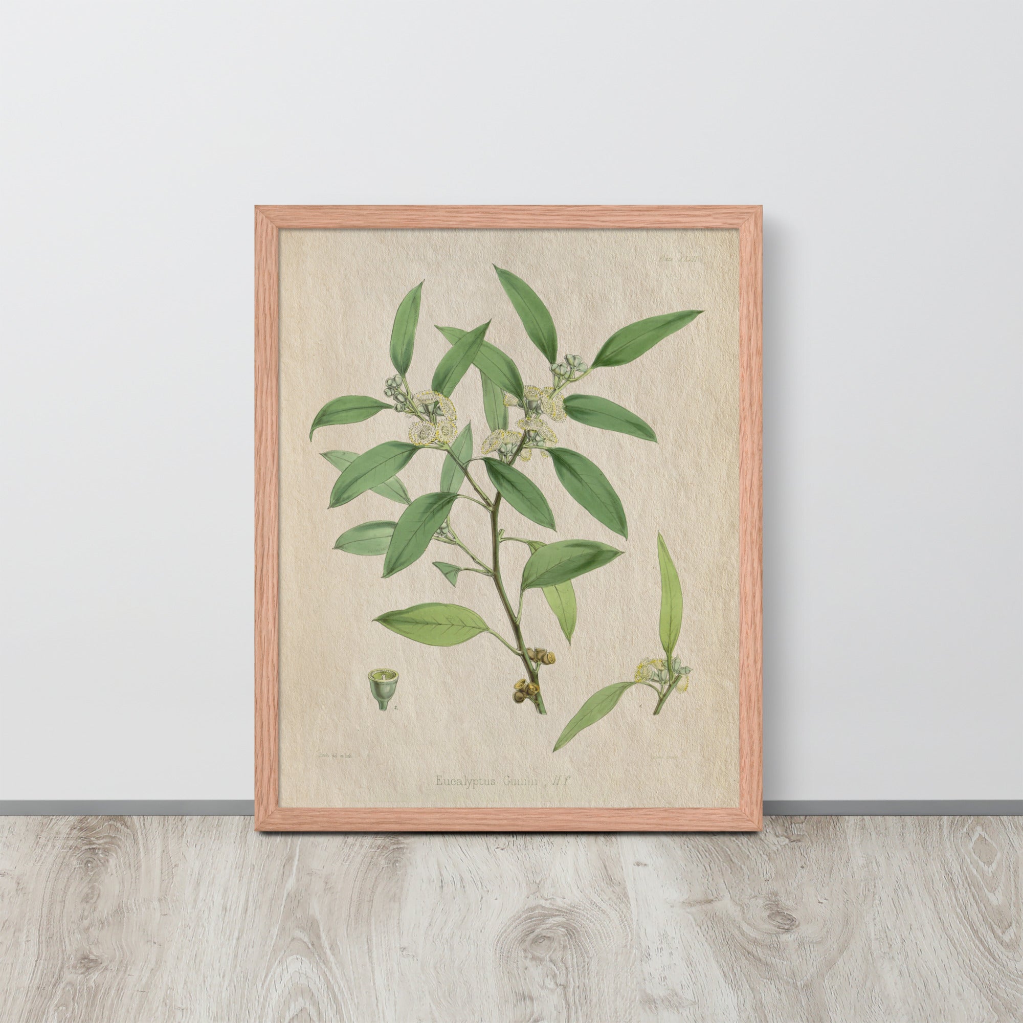 Botanicals - Eucalyptus Leaves