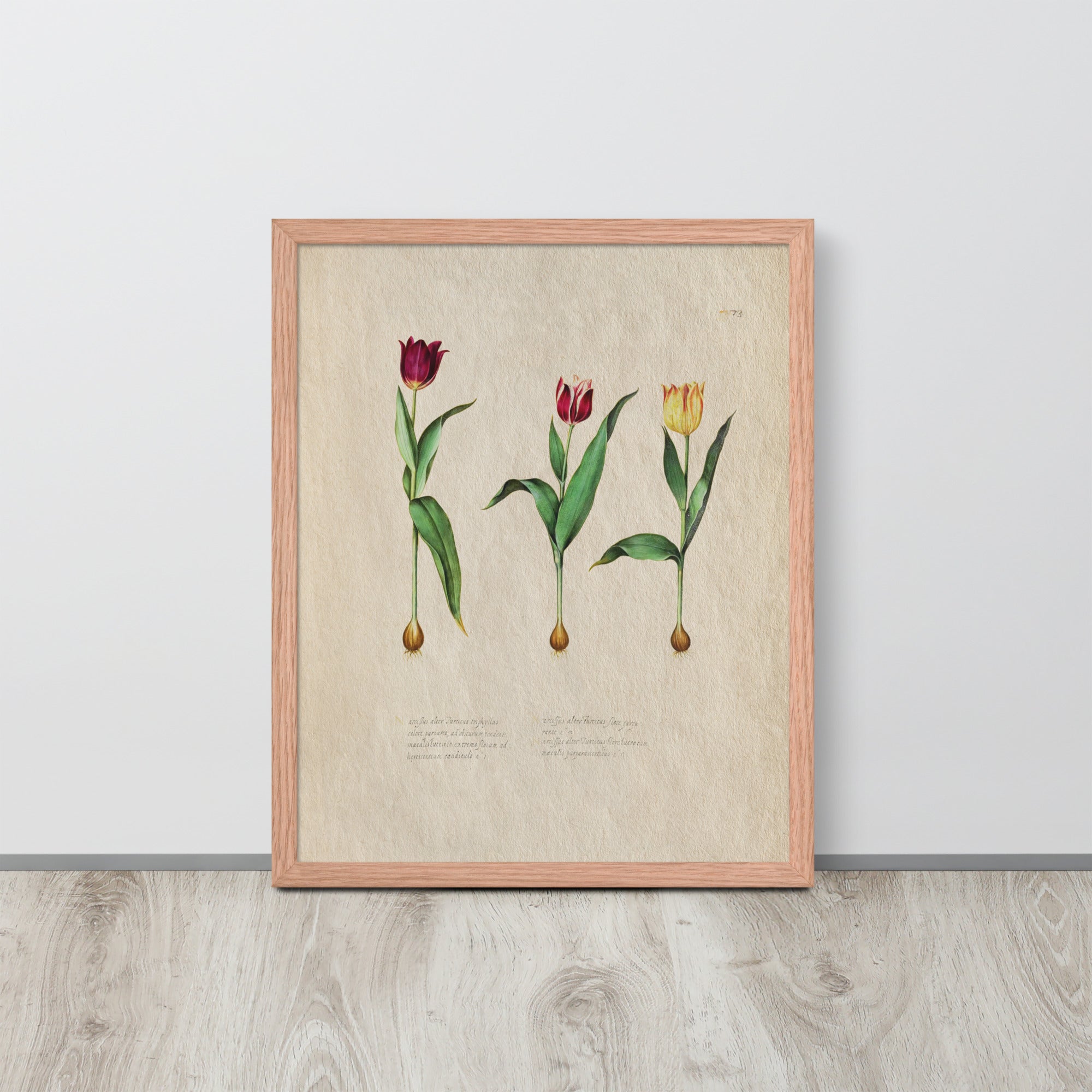 Botanicals - Tulipa