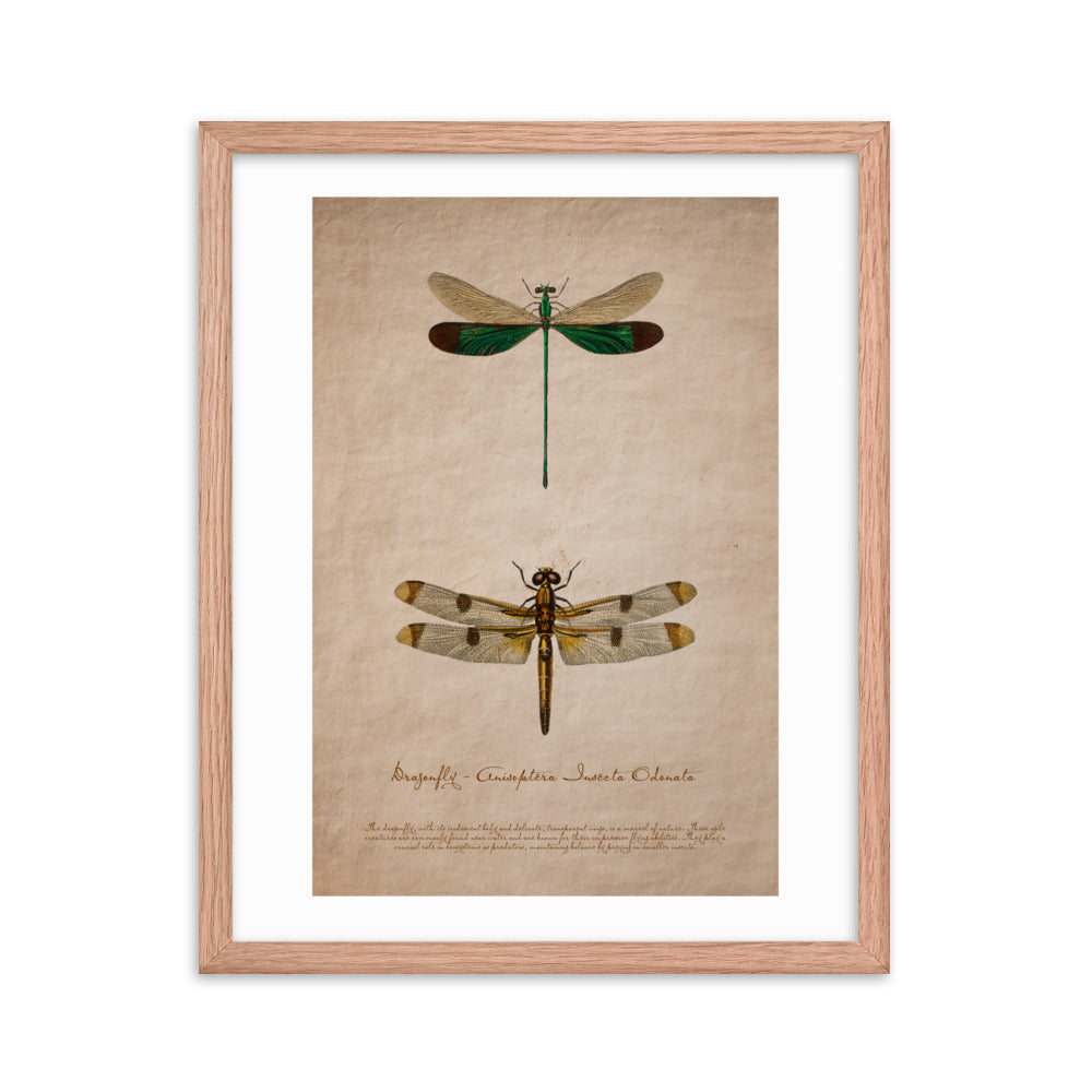 Insects - Dragonfly 0.1