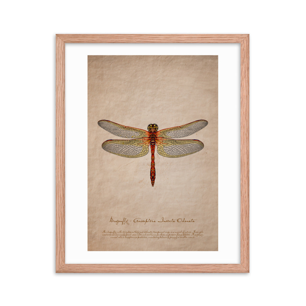 Insects - Dragonfly 0.2