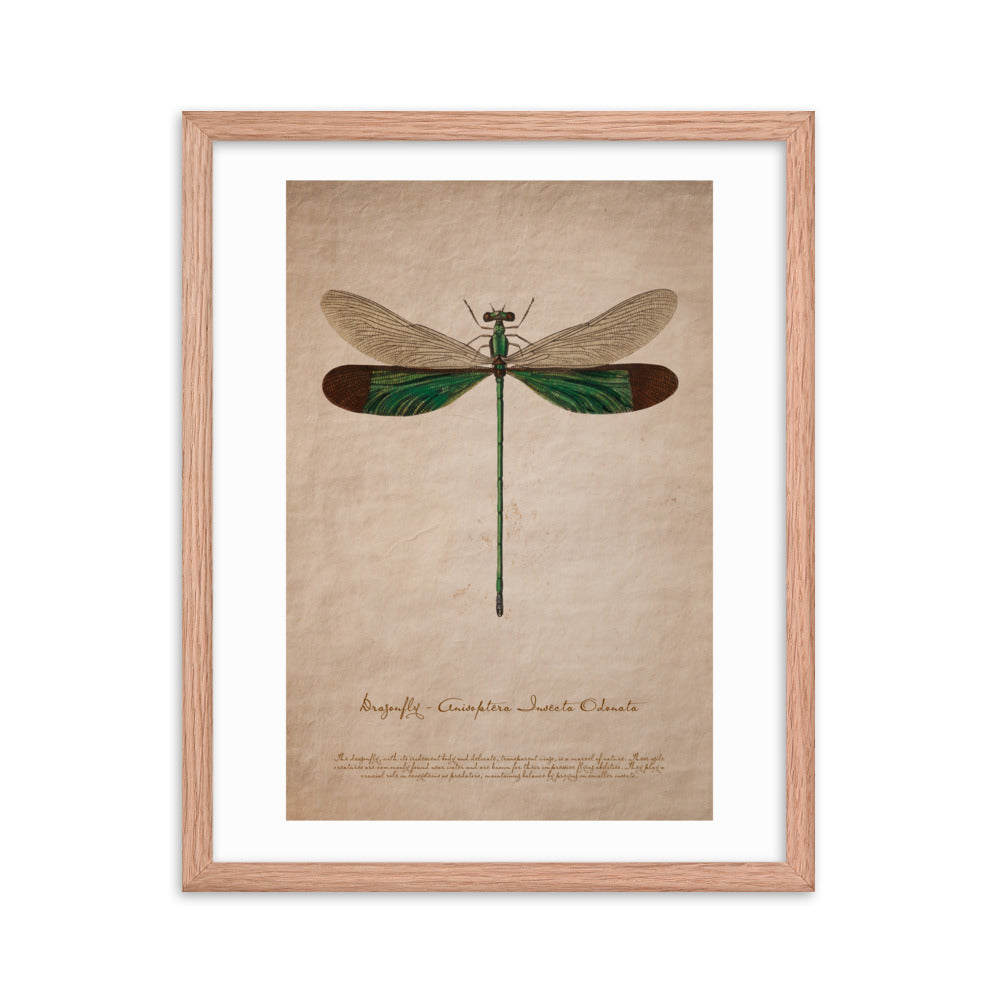 Insects - Dragonfly 0.5