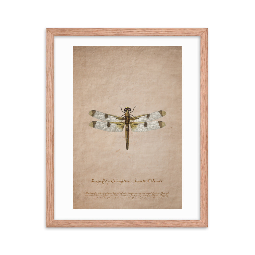 Insects - Dragonfly 0.7