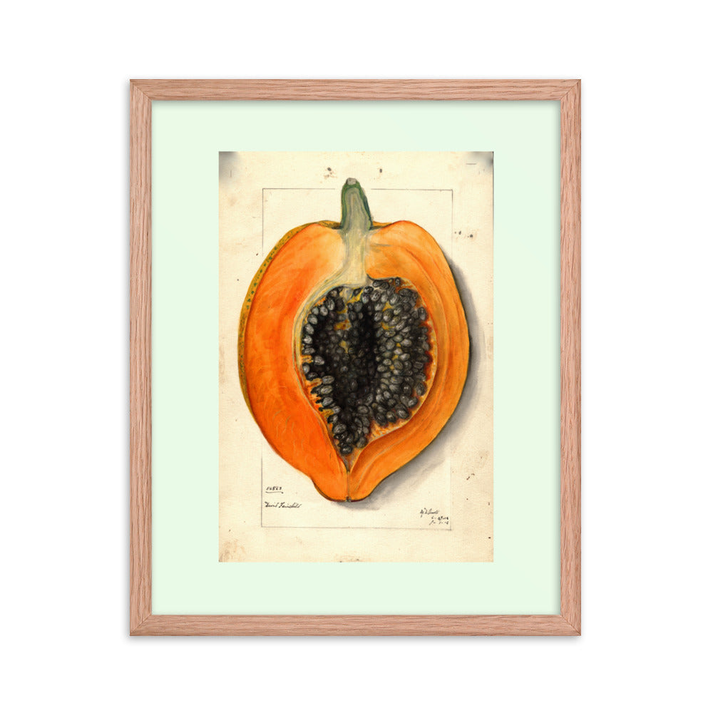 Botanicals - Papaya