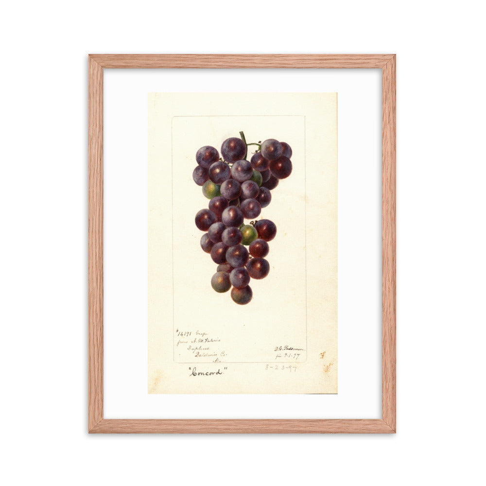 Botanicals - Grapes