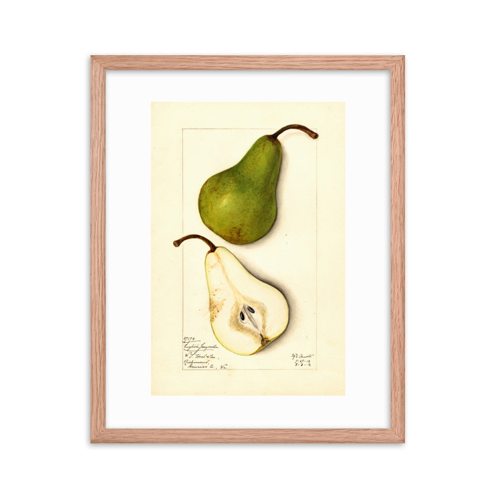 Botanicals - Pears