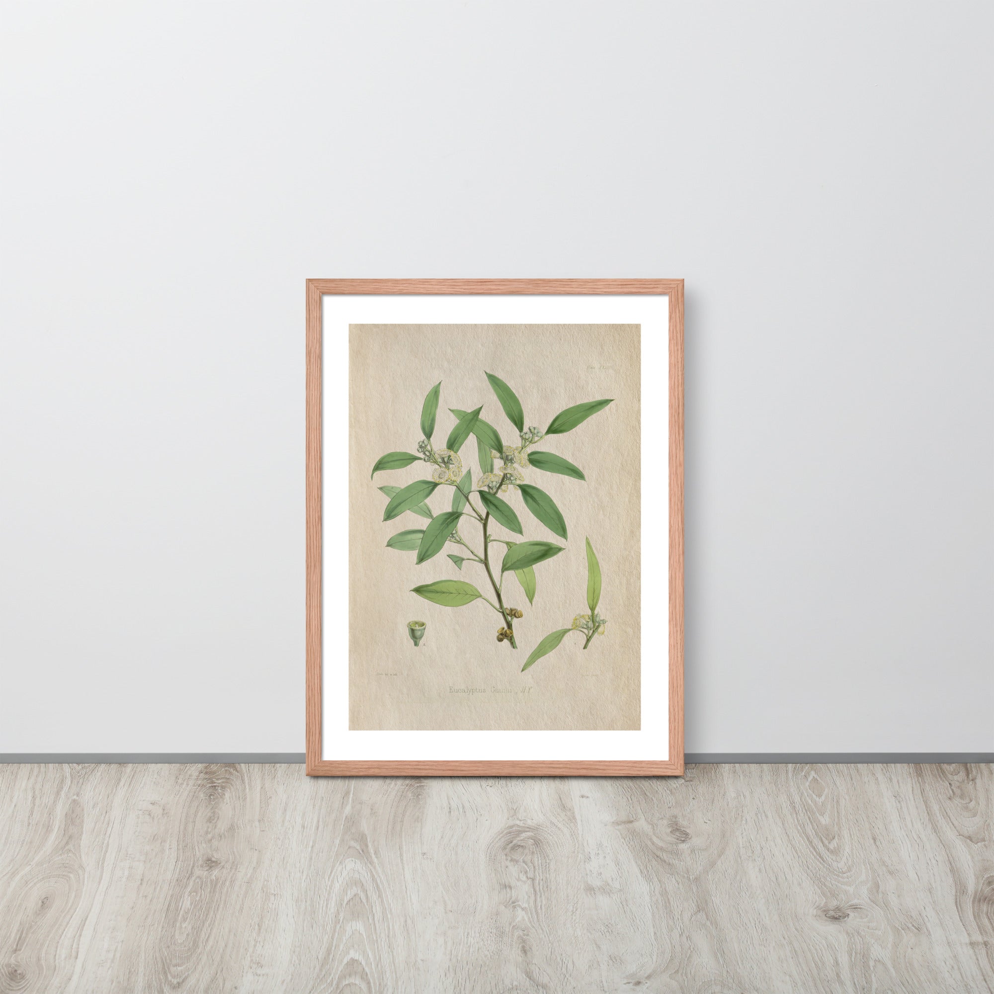 Botanicals - Eucalyptus Leaves