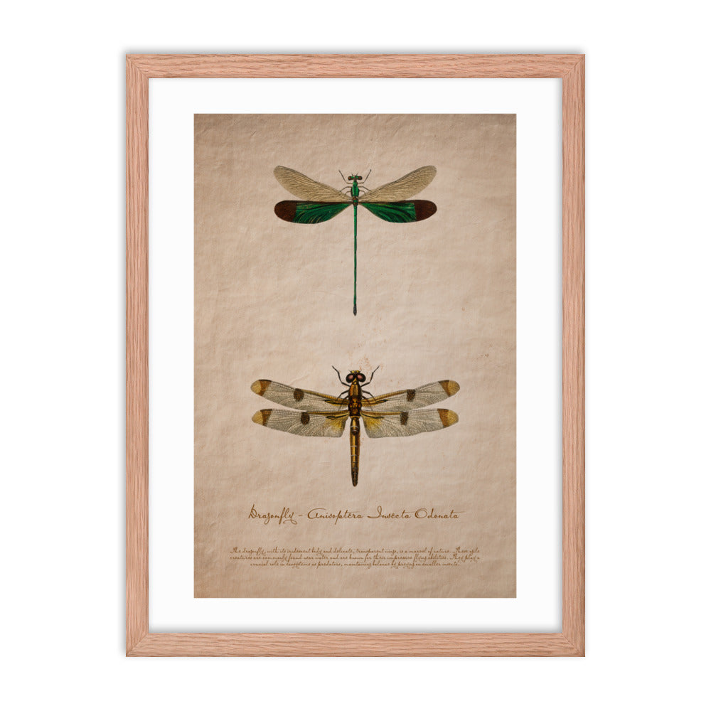 Insects - Dragonfly 0.1