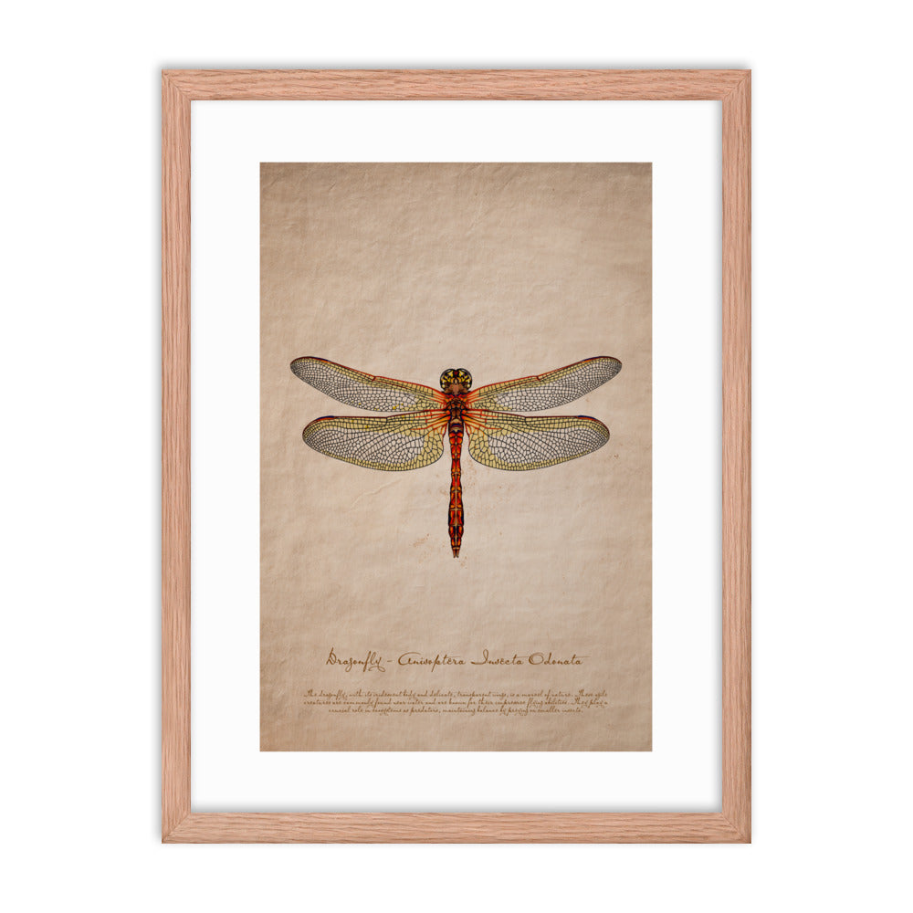 Insects - Dragonfly 0.2