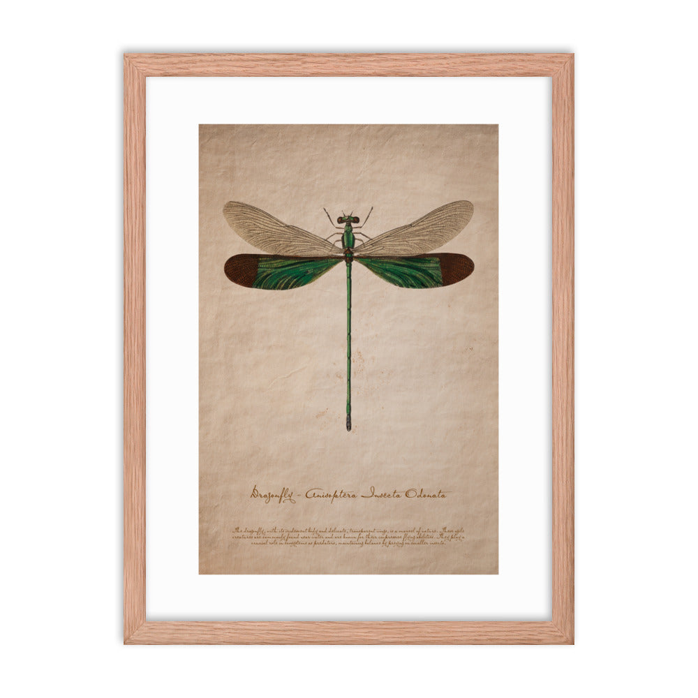 Insects - Dragonfly 0.5