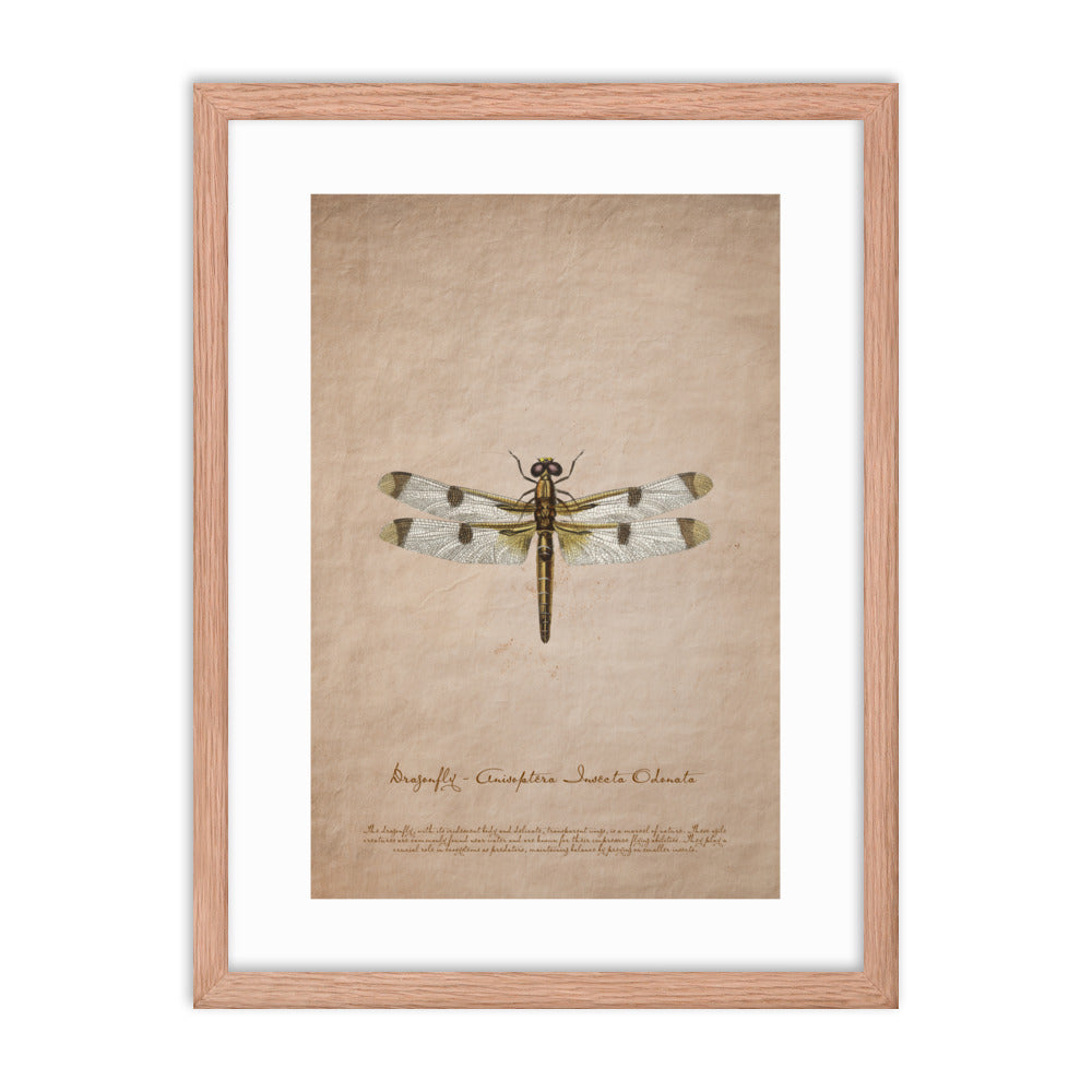 Insects - Dragonfly 0.7