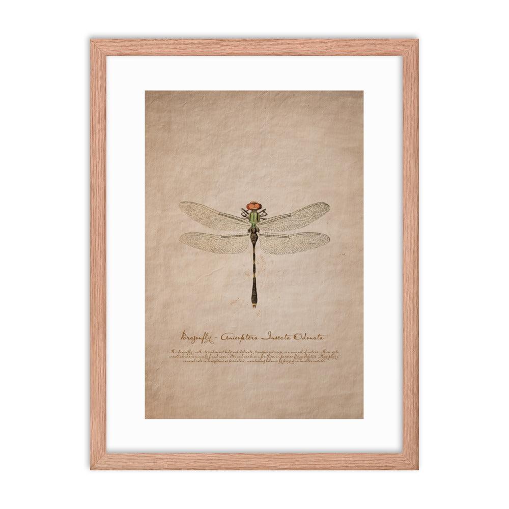 Insects - Dragonfly 0.7