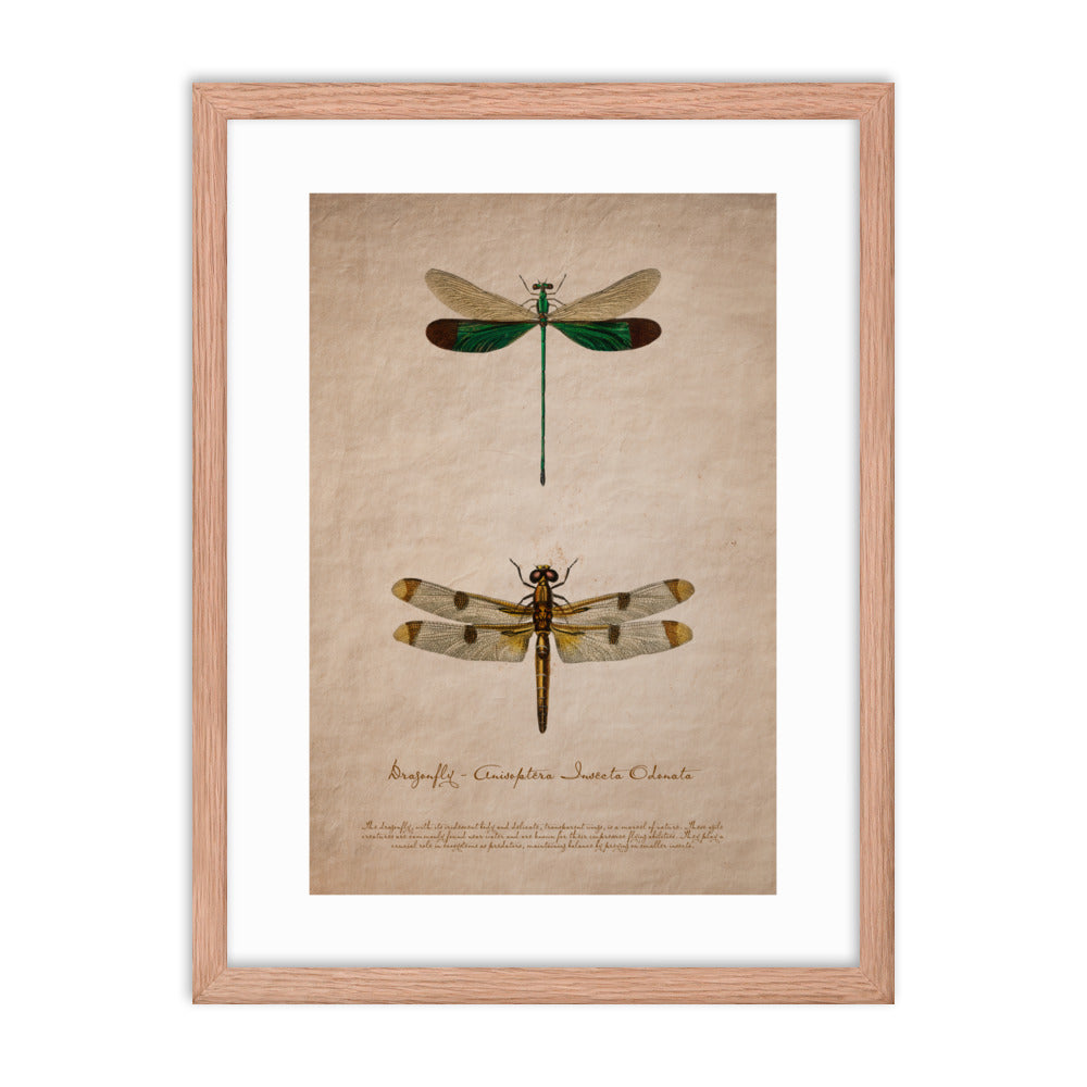 Insects - Dragonfly 0.8