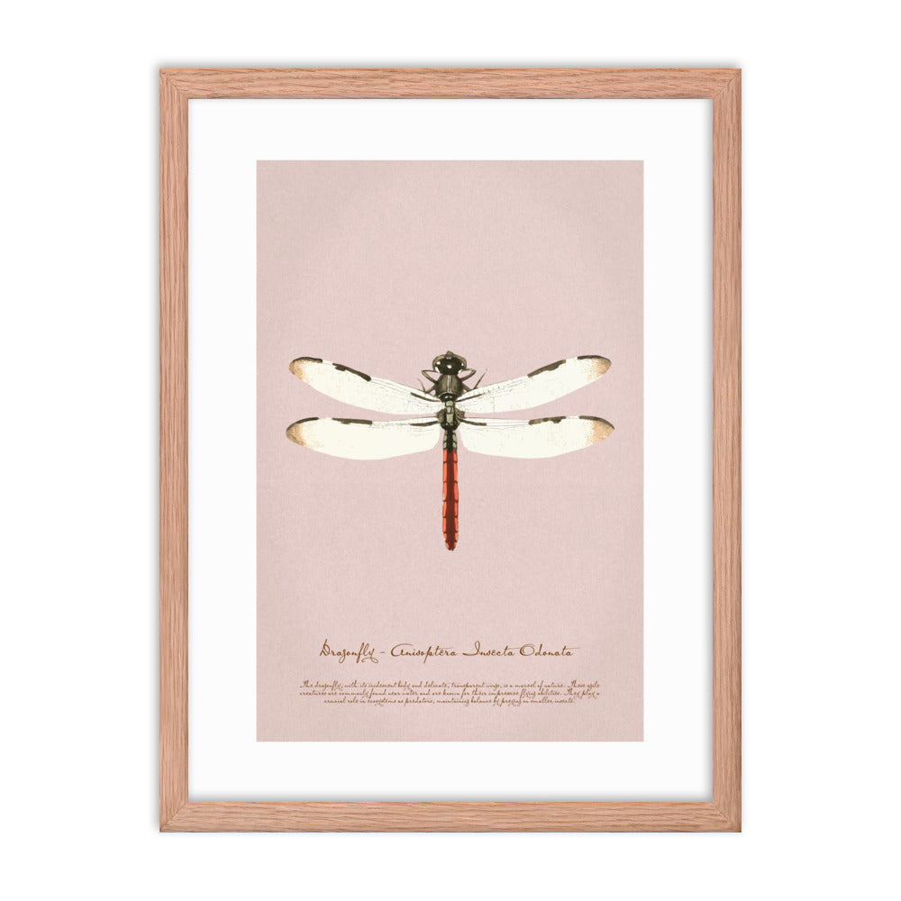 Insects - Dragonfly 0.8