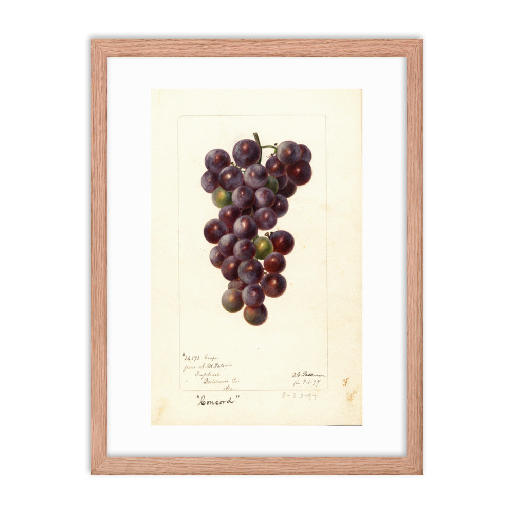 Botanicals - Grapes