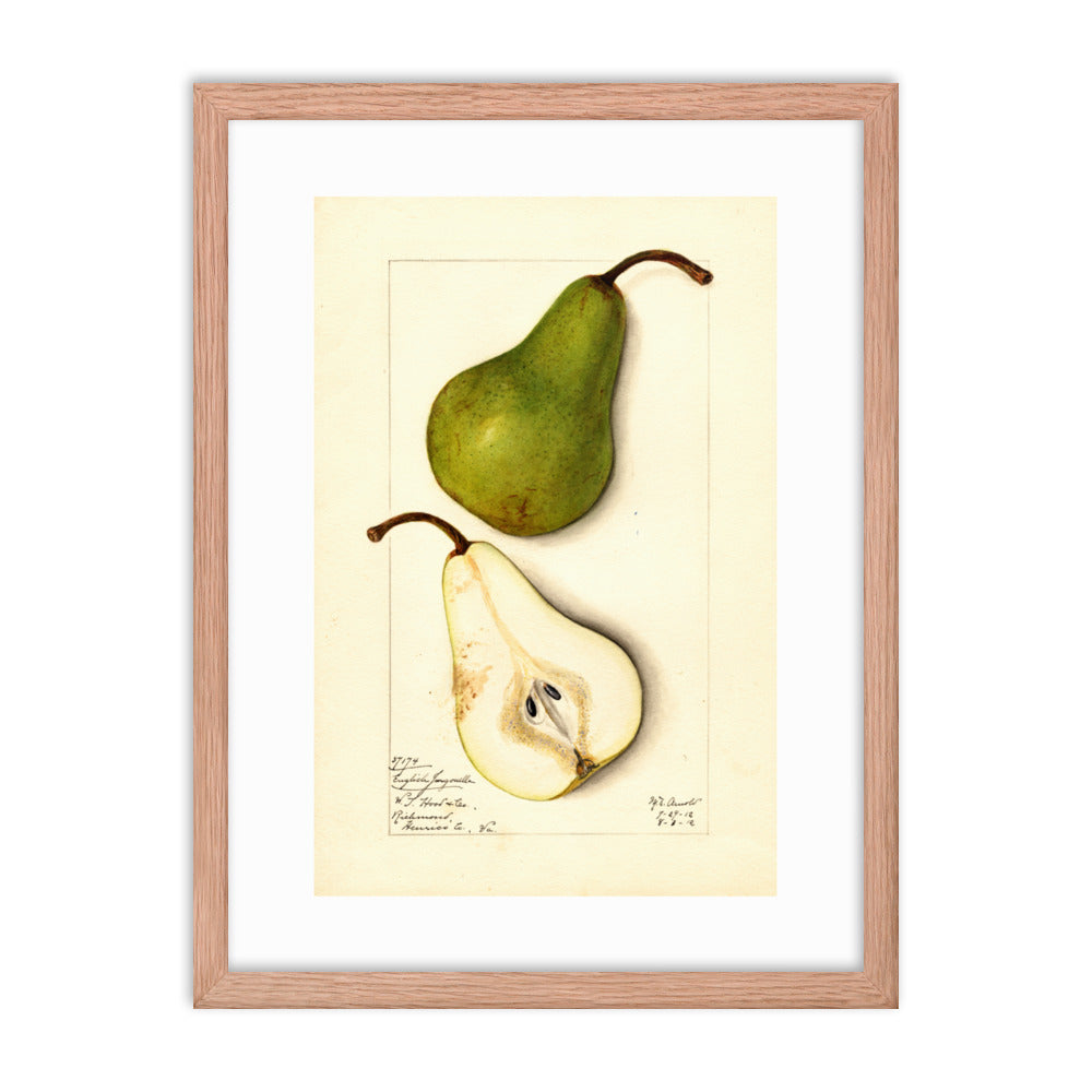 Botanicals - Pears