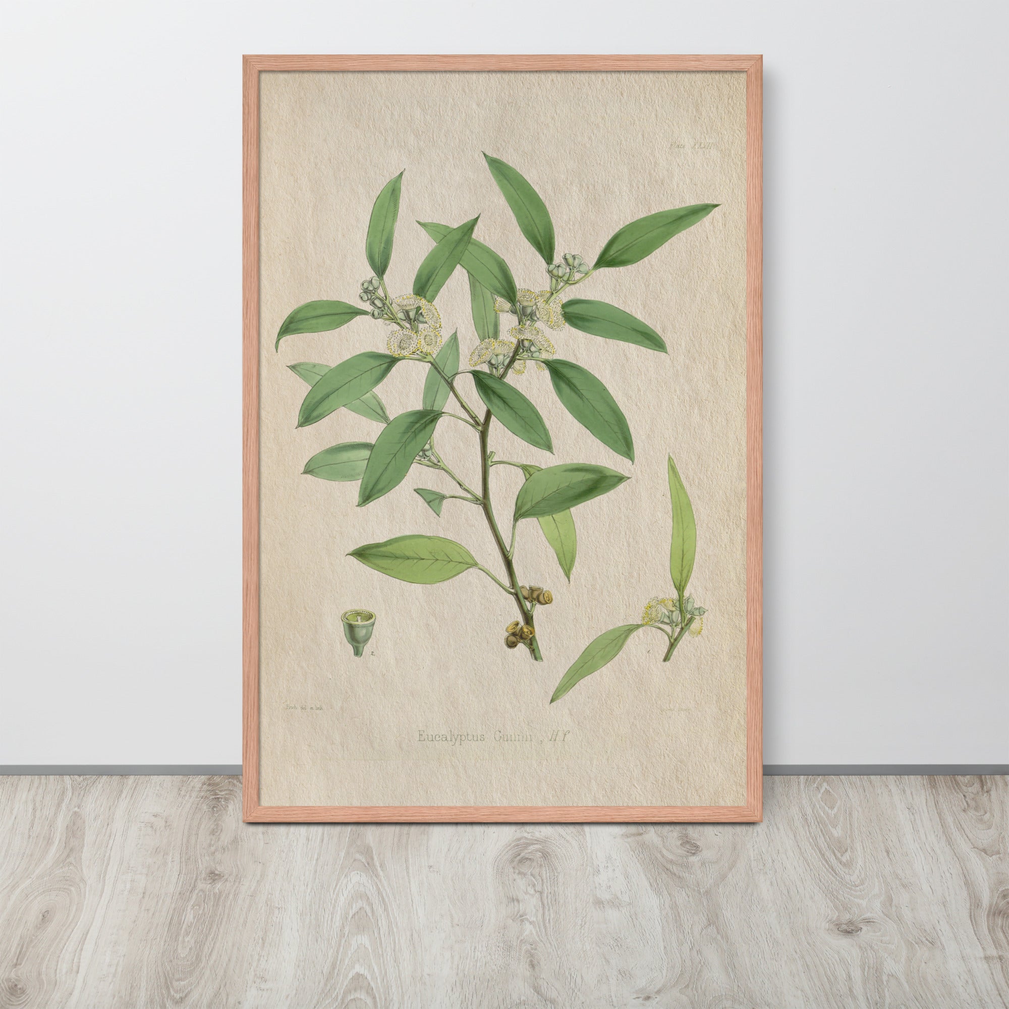 Botanicals - Eucalyptus Leaves