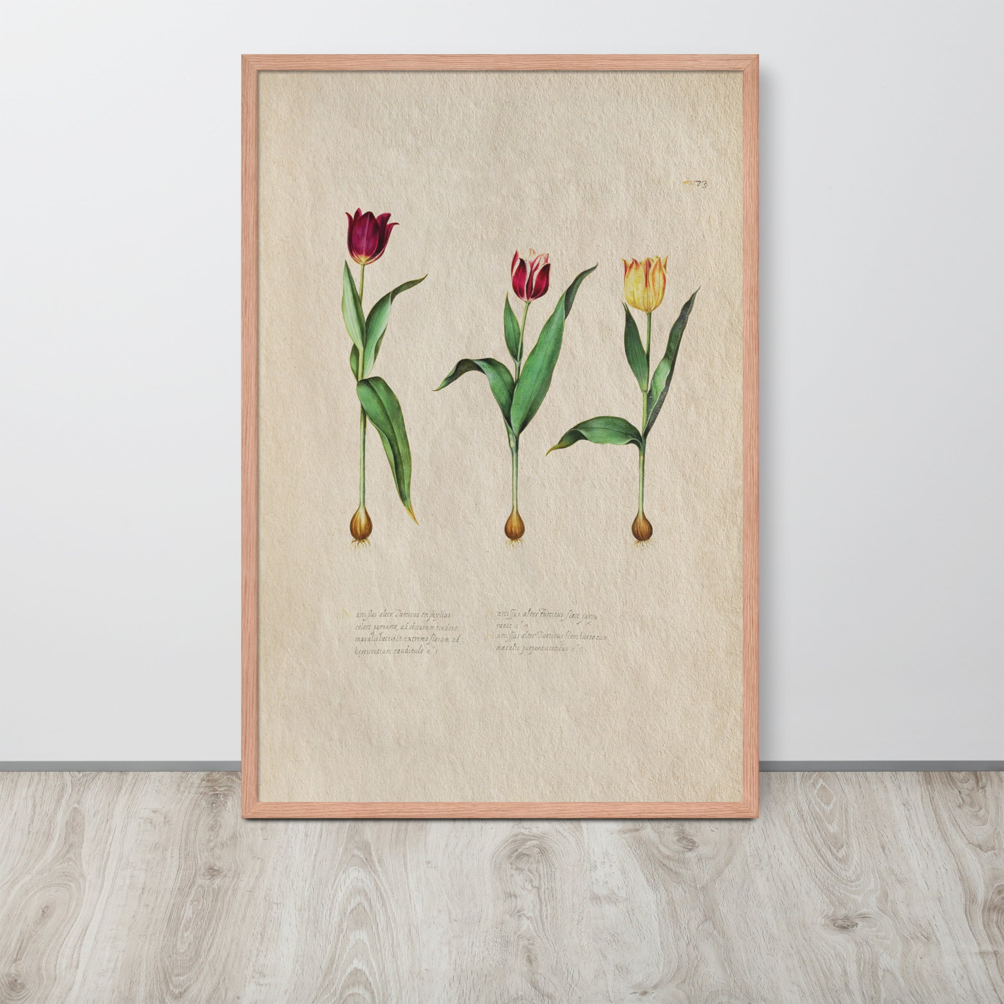 Botanicals - Tulipa