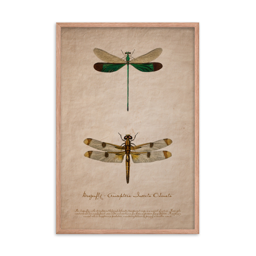 Insects - Dragonfly 0.1