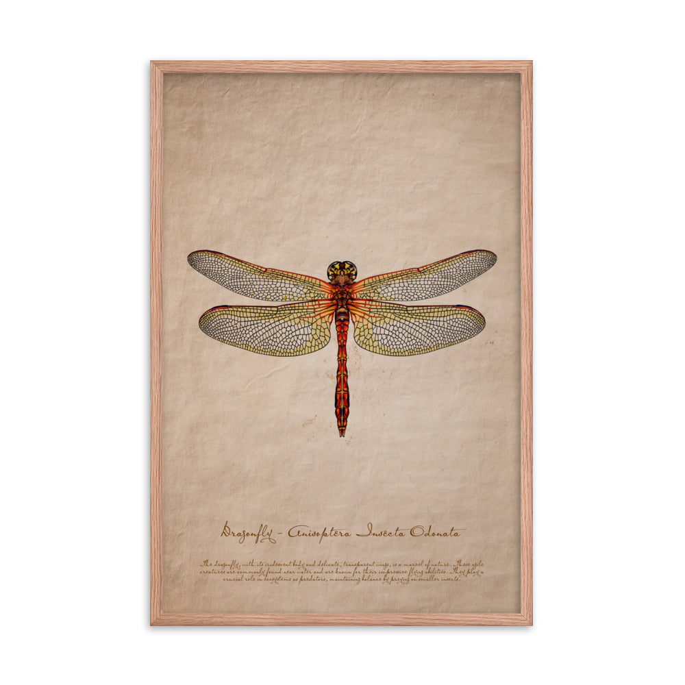 Insects - Dragonfly 0.2