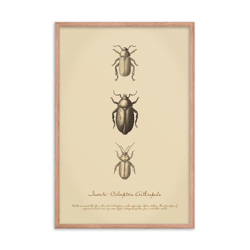 Insects - Beetle 2