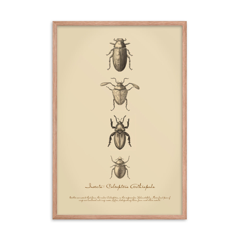 Insects - Beetle 3