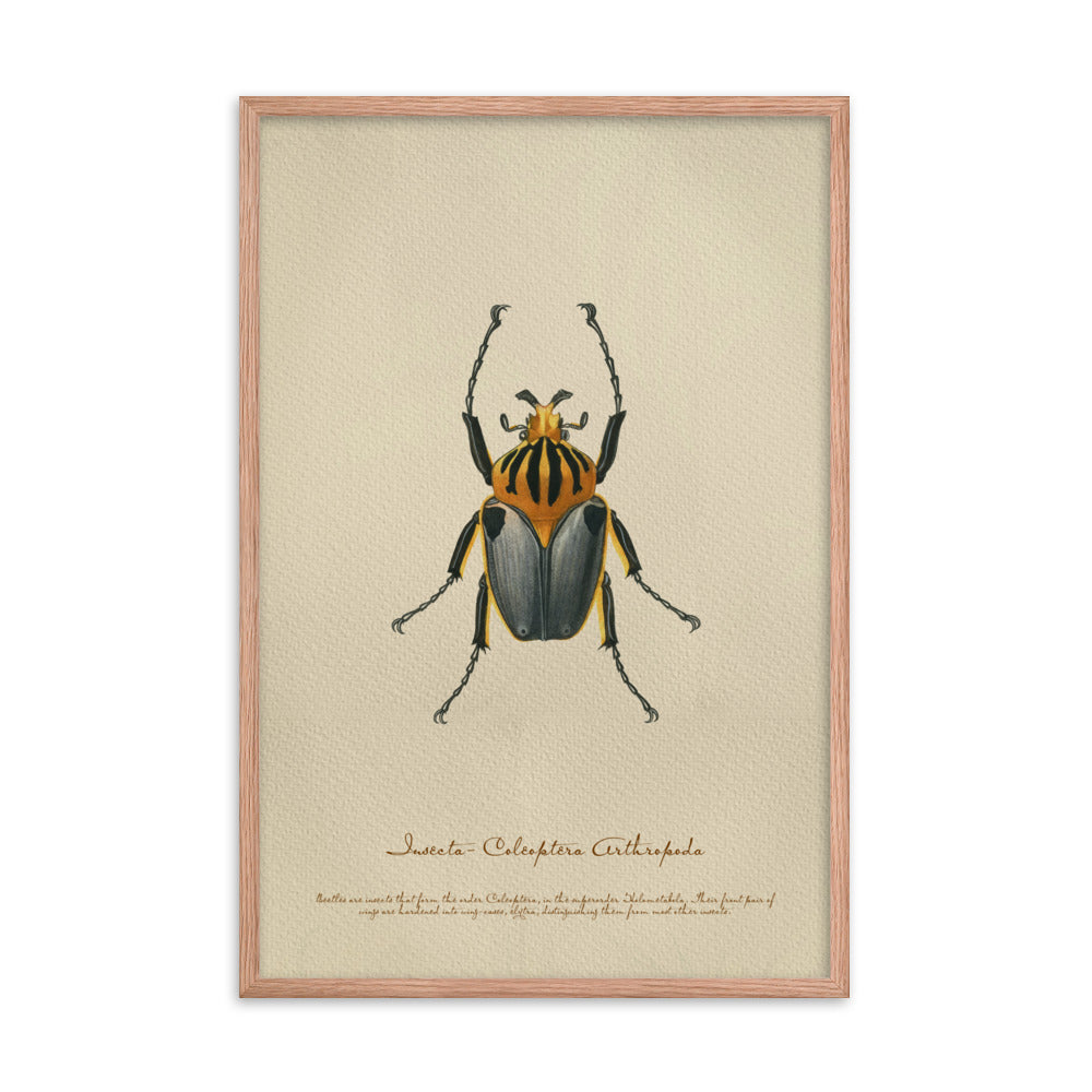 Insects - Beetle 6