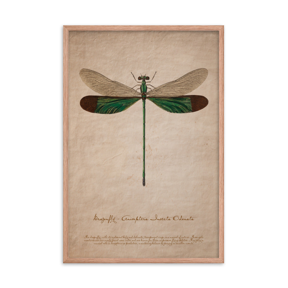 Insects - Dragonfly 0.5