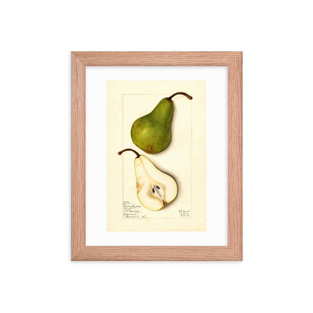 Botanicals - Pears