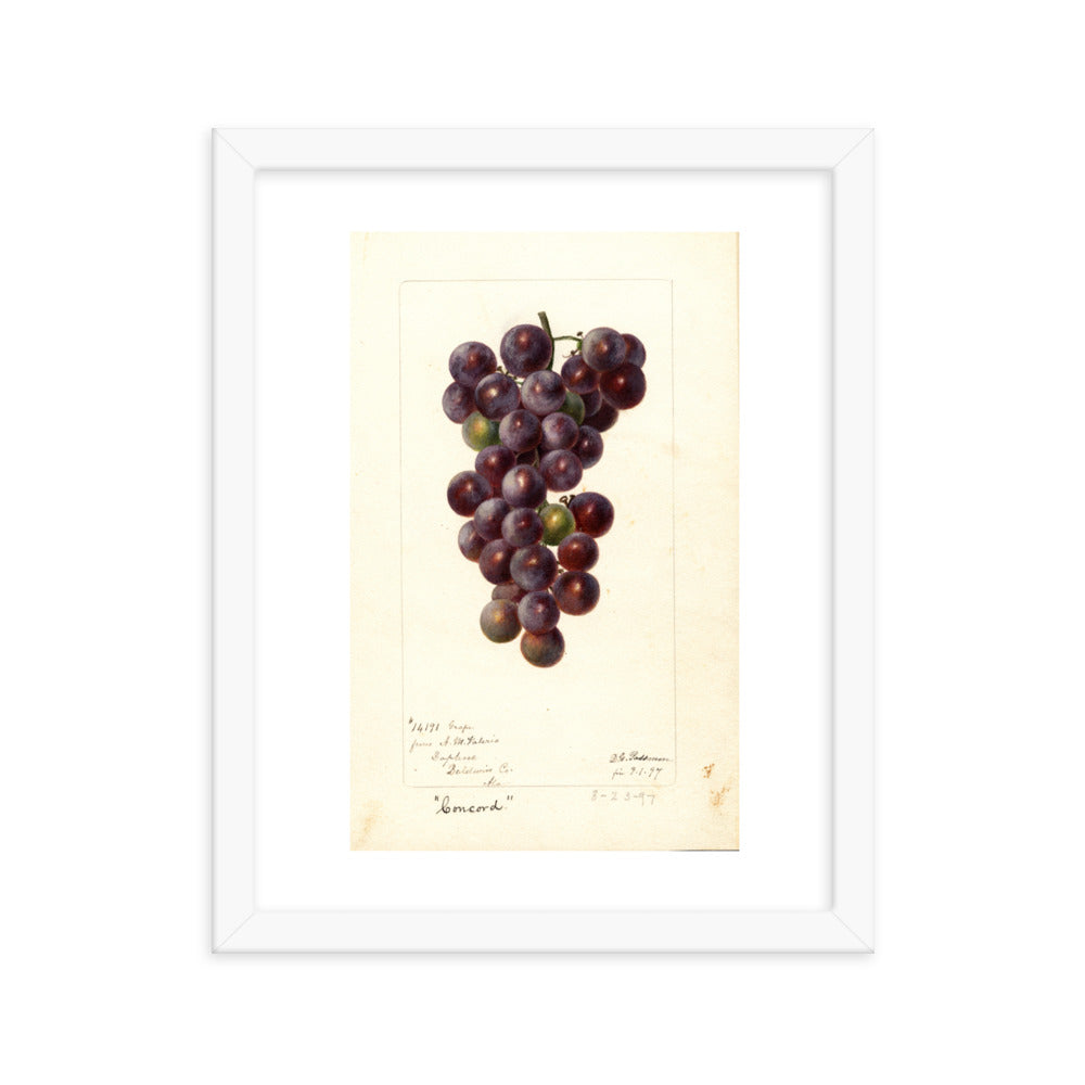 Botanicals - Grapes