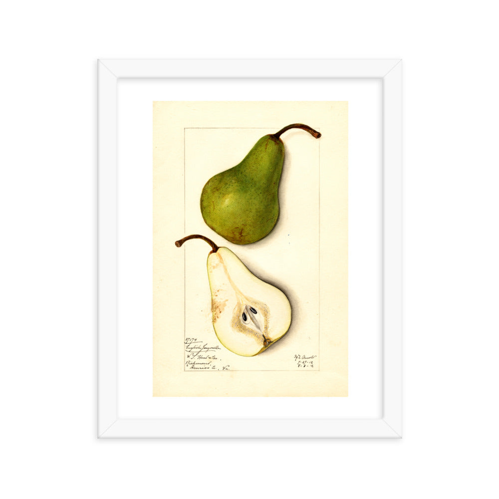 Botanicals - Pears