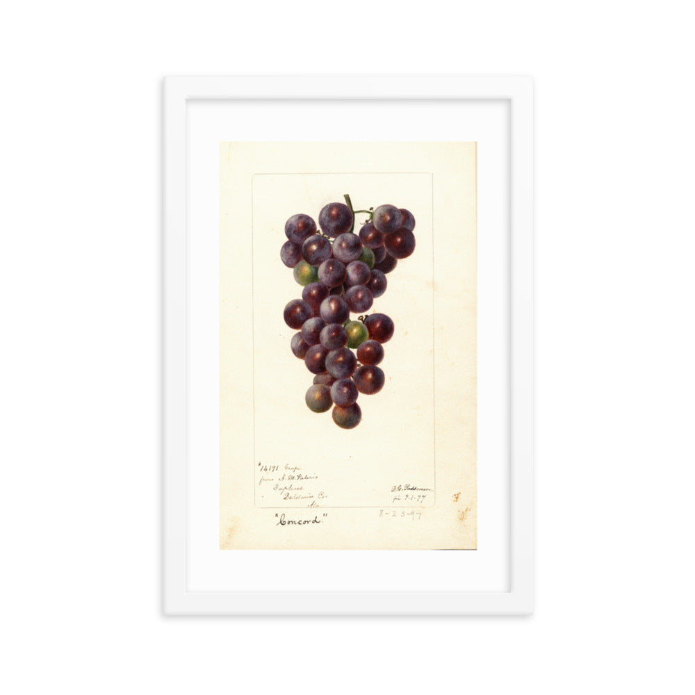 Botanicals - Grapes