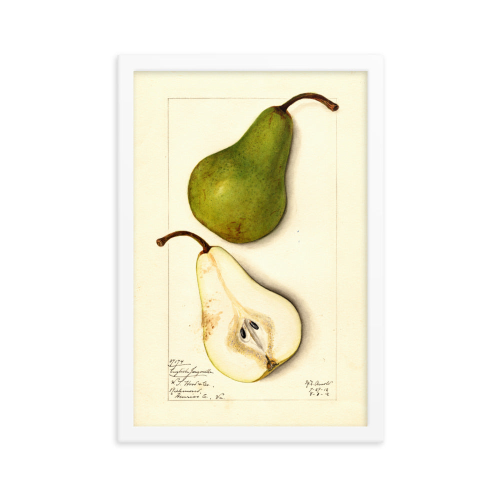 Botanicals - Pears