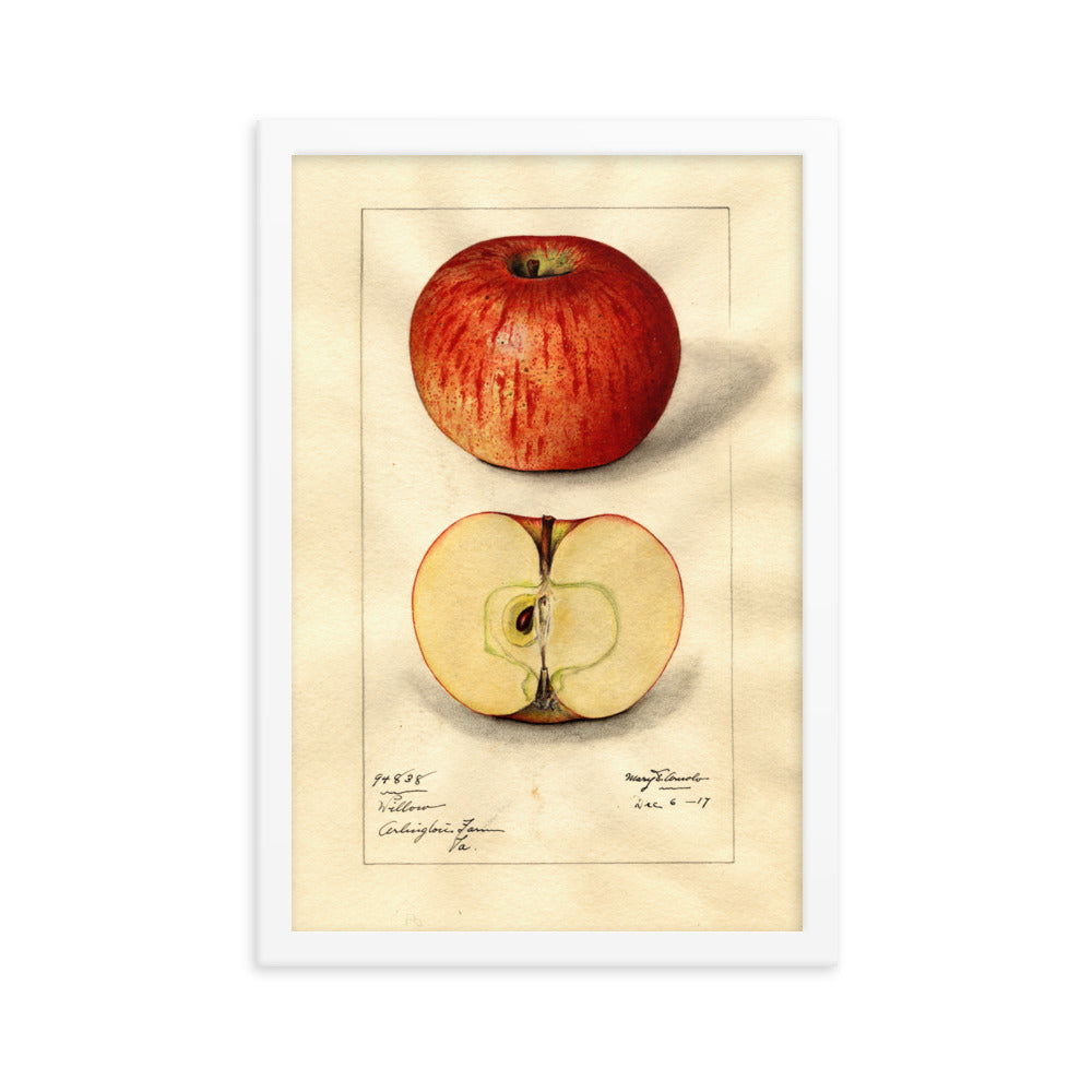 Botanicals - Apple 1