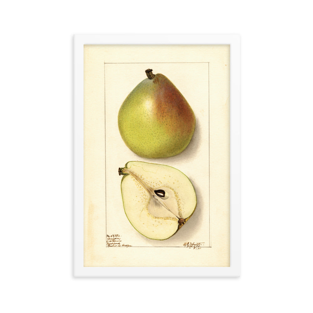 Botanicals - Pear