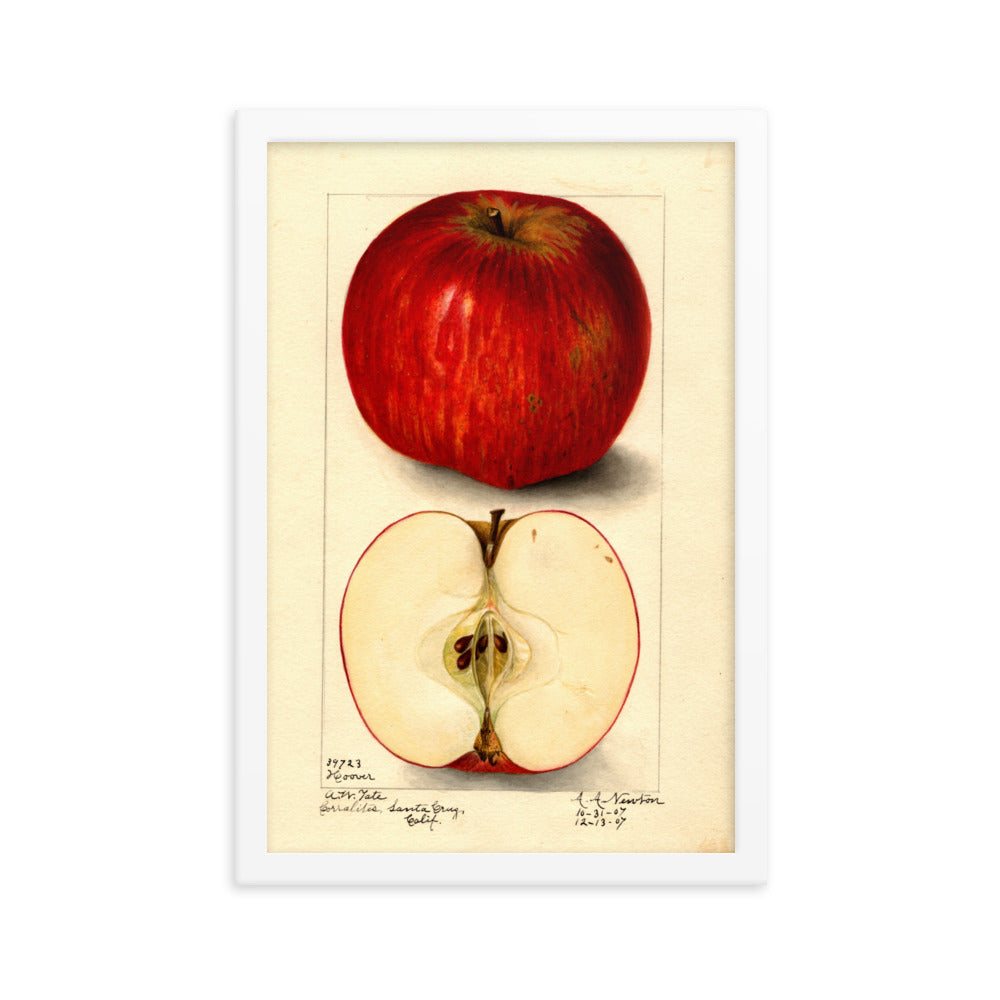 Botanicals - Hoover Apple