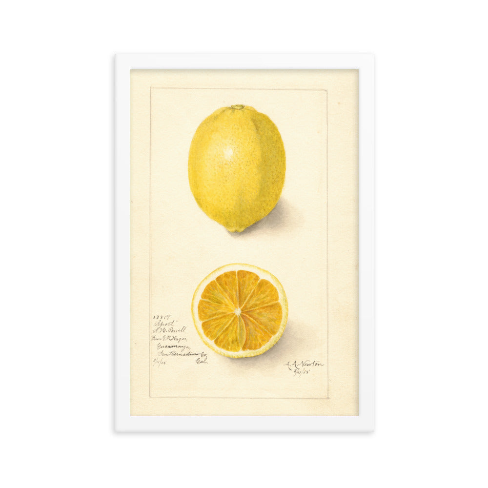 Botanicals - Lemon