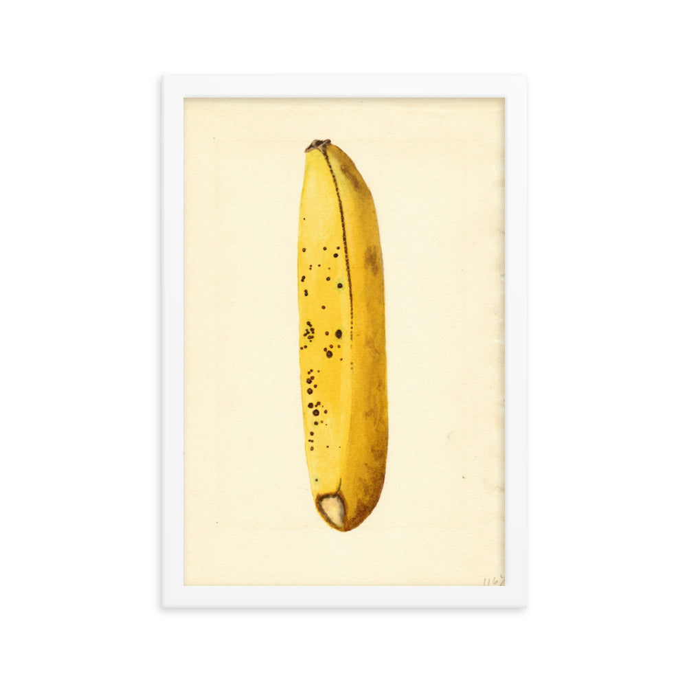 Botanicals - Banana